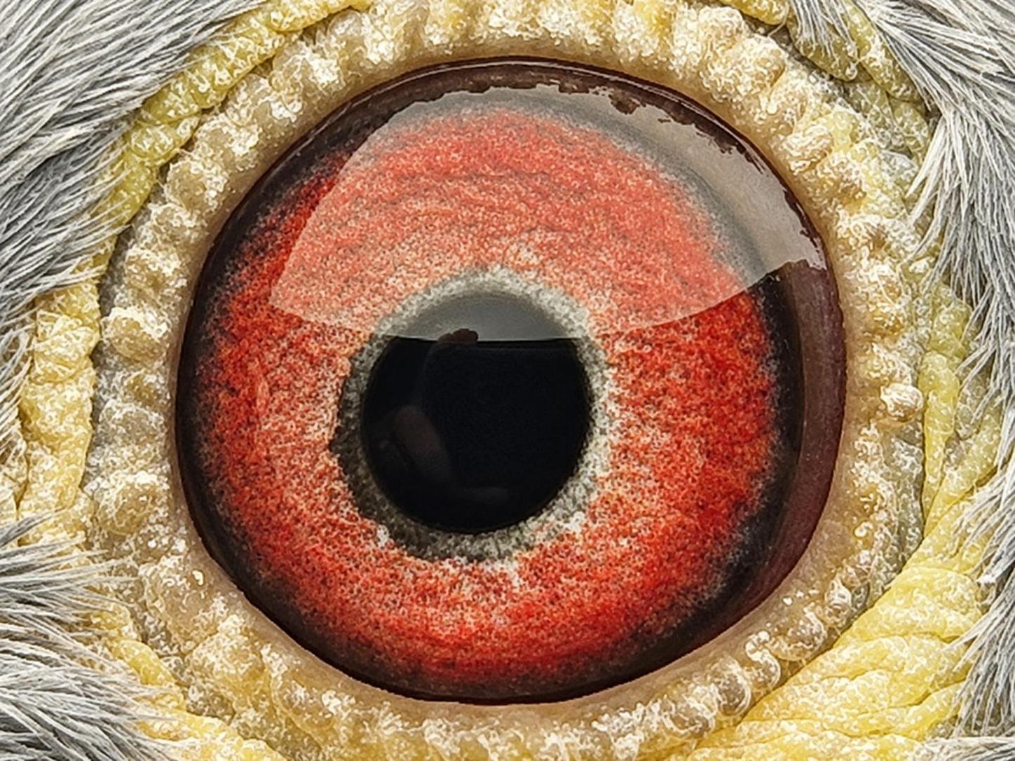 Pigeon eye